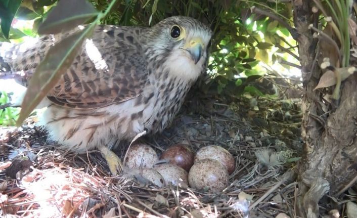 (Özel) Yırtıcı kuş iş yerine yuva yaptı, her gün yılan ve fare taşıyor