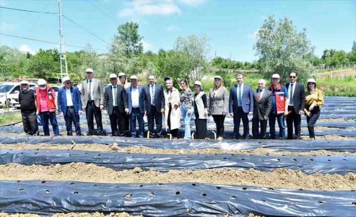 Samsun’da 500 bin çilek fidesi, 11 bin 880 aronya fidanı dağıtıldı