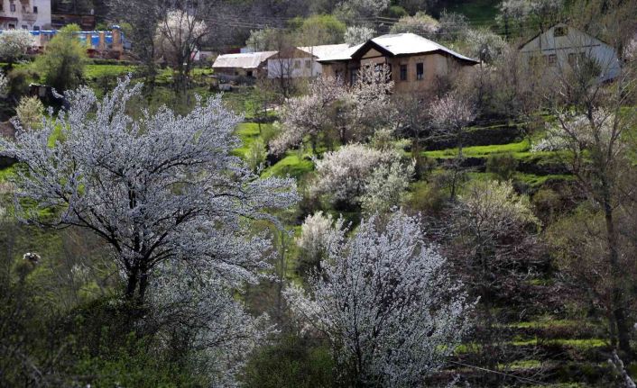 Tarihi mahalle bahar renklerine büründü, görsel şölen oluştu