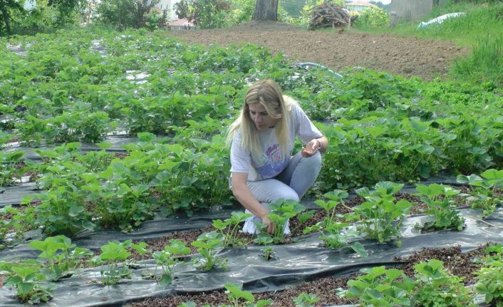 Tarlaya gittiğinde merak saldı, kozmetik toptancılığını bırakıp tarıma yöneldi