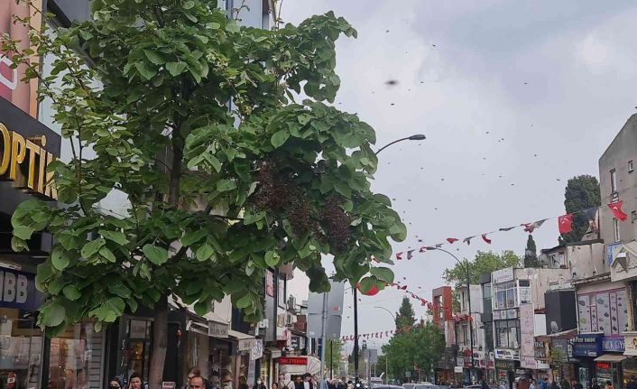 Tekirdağ bir sokakta arı istilası: Vatandaş kaçacak yer aradı