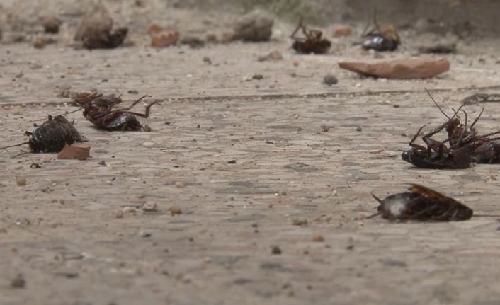 Tekirdağ’da ’Hamam böceği’ istilası: Gündüz ölü taklidi yapıyorlar gece evlere dadanıyorlar