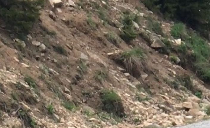 Trabzonlu vatandaş yolda yavru ayı gördü, o anlar izleyenleri gülümsetti