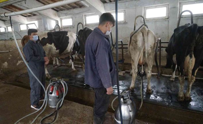 Türkiye’de 2021’de 23 milyon 200 bin 306 ton ton çiğ süt üretildi