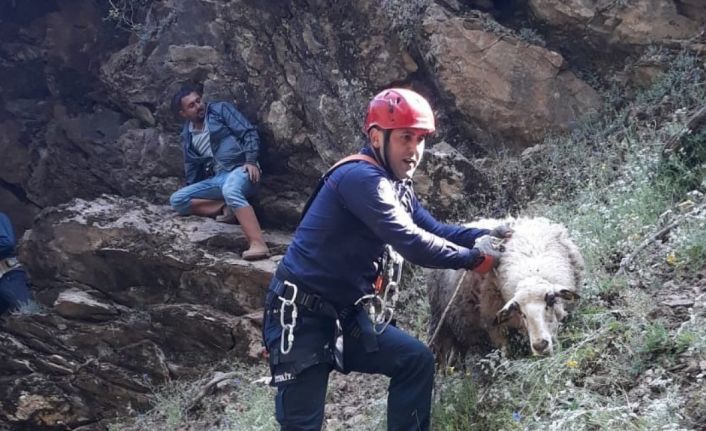Uçurumda mahsur kalan koyun ve kuzu kurtarıldı