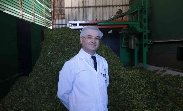 Üreticinin çayı kapış kapış gidiyor, özel sektör ÇAYKUR’un üzerinde fiyatla çay alıyor