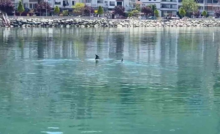 Yalova Esenköy sahilinde yunus sürprizi