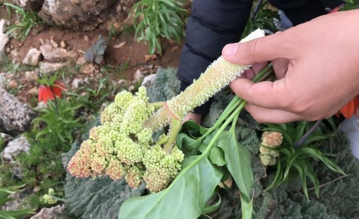 Yayla muzu olarak tabir edilen ışkın bitkisi için 2 bin rakıma tırmanıyorlar