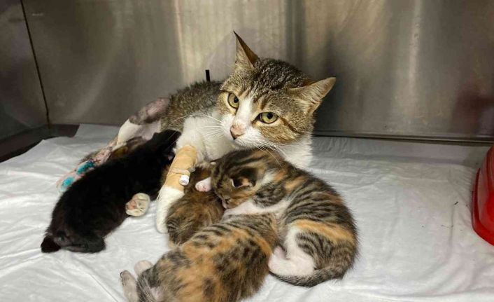 Yeni doğum yapan kedinin ayağına tuğla düştü, yavrularıyla birlikte ameliyata alındı