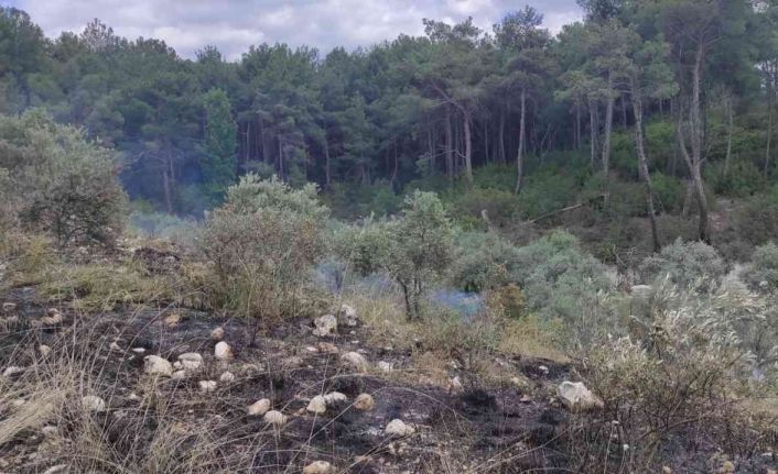 Zeytinlik alanda çıkan yangın ormana sıçramadan söndürüldü
