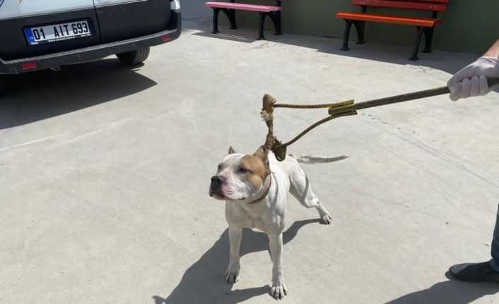 Adana’da 6 ayda 80 kişiye 549 bin 613 lira yasaklı köpek cezası