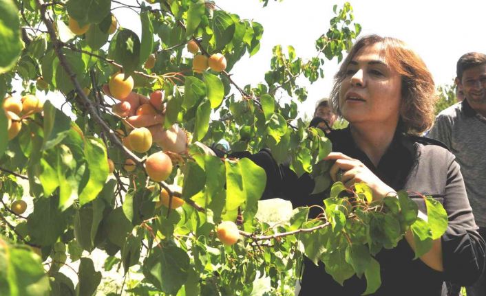AK Parti’li Yılmaz: "Mut kayısısında bu yıl 110 bin tondan fazla rekolte gerçekleşti"