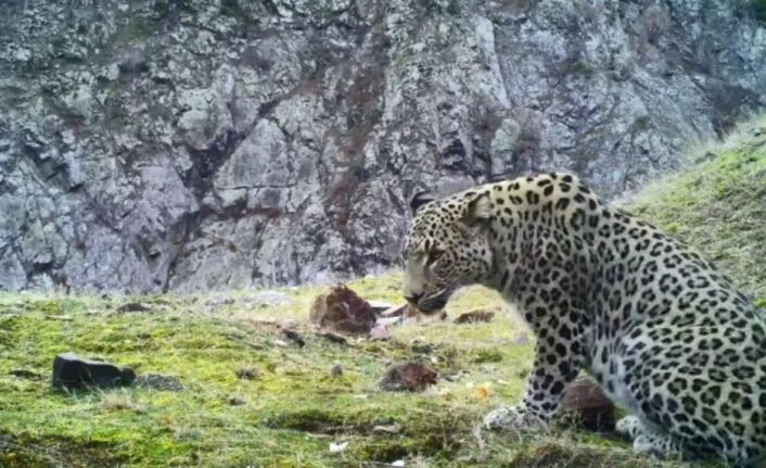 Anadolu Parsının görüntülendiği 4 ilden biri olan Artvin’de parsın ailesi olup olmadığı araştırılıyor
