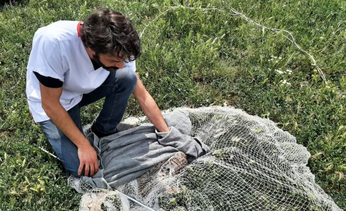 Balıkçı ağıyla yakalanan vaşak telef oldu, tahnit edilerek sergilenecek