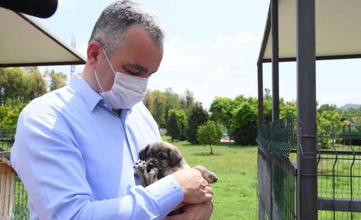 Başkan Esen: “Sokak hayvanlarının kısırlaştırma işlemini planlı bir şekilde sürdürüyoruz”