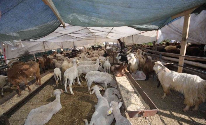 Bayraklı Belediyesi Kurban Bayramına hazır