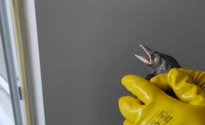 Bingöl’de havalandırma boşluğunda mahsur kalan kargalar kurtarıldı