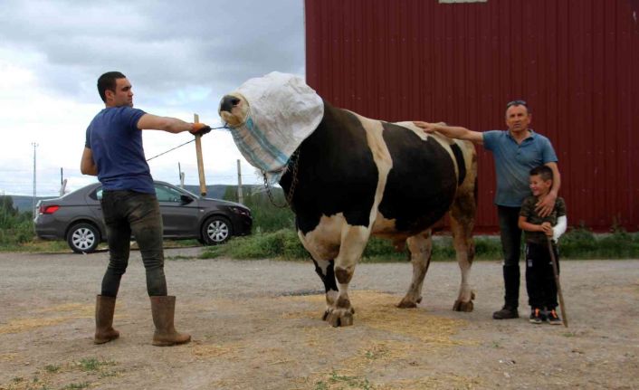 Bir ton 220 kilogram ağırlığındaki dev tosun, 72 bin 500 liraya alıcısını buldu