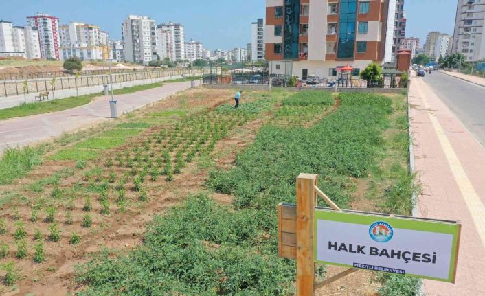 Bu bahçeden sebze toplamak ücretsiz