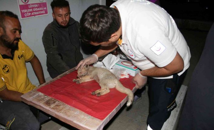 Çarptığı yavru tilkiyi 112 Acil Servis İstasyonuna götürdü