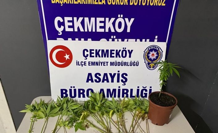 Çekmeköy’de otoban kenarında Hint keneviri yetiştiren 2 şüpheli adli kontrol şartıyla serbest