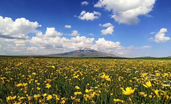Çiçeklerle renklenen Sütey Yaylası ve Süphan Dağı’ndan hayranlık uyandıran manzaralar