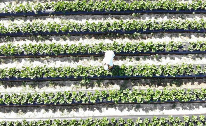 Çilek tarlasında "Kendin topla, kendin tart, ücretini kovaya bırak" sistemi