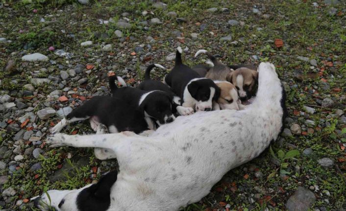 Dere yatağına düşen anne köpek ve yavruları vatandaşlar tarafından kurtarıldı