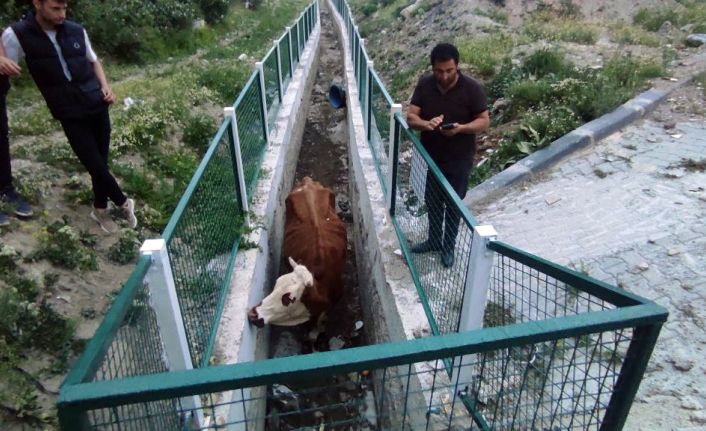 Dere yatağında mahsur kalan inekler için seferber oldular