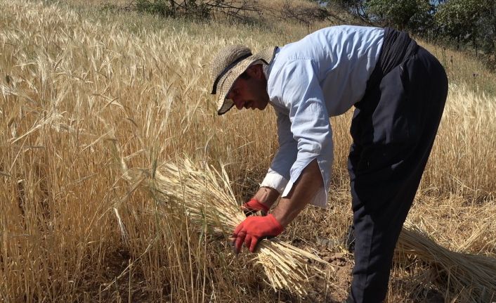 Derecik’te yılın ilk bereketli buğday hasadı sevindirdi