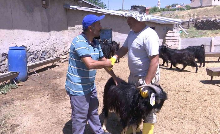 Elazığ’da kurbanlıklar görücüye çıktı: Fiyatlar 2 bin 500 liradan başlıyor