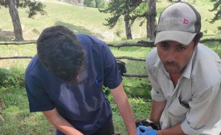 Emet’te küçükbaş hayvanların tanımlanması ve aşılama çalışmaları