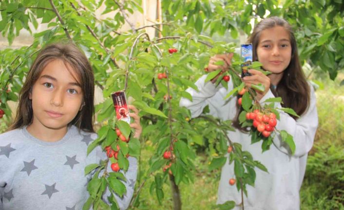 HBX Ar-Ge kirazı çekirdeği ve sapıyla birlikte inceledi, nörodejenetif hastalıklarda kullanılabileceğini açıkladı