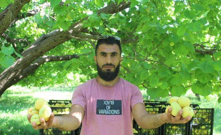 Iğdır’da sarı altın hasadı başladı, yıllık ürün beklentisi 40 bin ton üzerinde