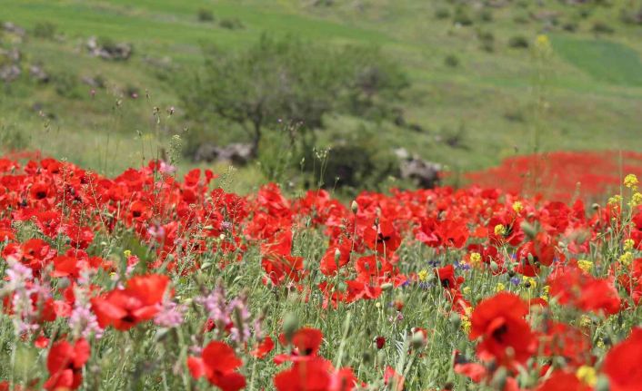 Iğdır’ın yüksek kesimlerinde bahar güzelliği