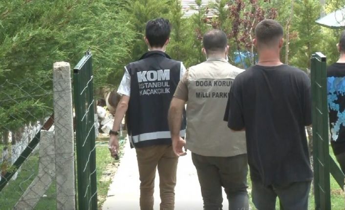 İstanbul merkezli 14 ilde tropik hayvan kaçakçılarına operasyon: 62 gözaltı
