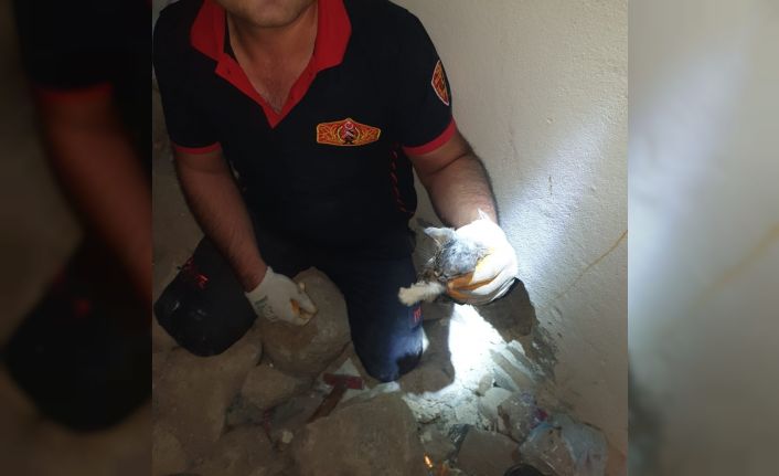 Kilis’te 4 yavru kedi kurtarıldı