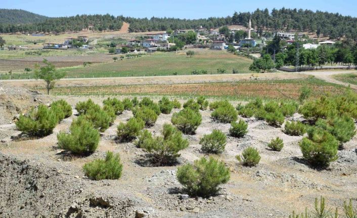 Kilis’te ağaçlandırma çalışmaları sürüyor