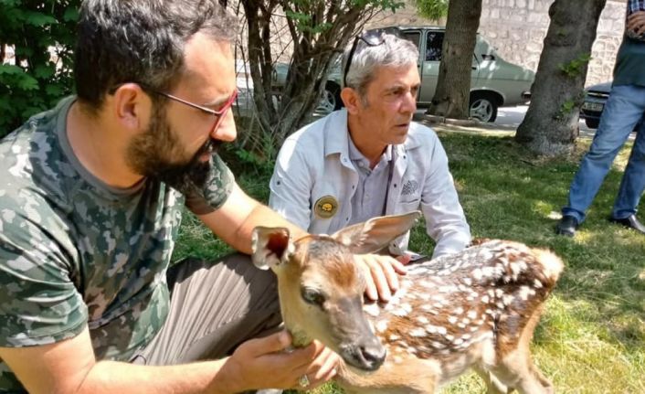 Köpeklerin saldırısına uğrayan kızıl geyik yavrusu tedavi altına alındı