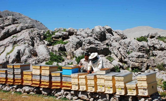 Kovanlar Ağustos ayındaki hasat için 2 bin rakımlı yaylalarda yerini aldı