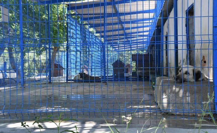 Kuşadası’nda 2022 yılının ilk beş ayında 1718 sokak hayvanı tedavi edildi