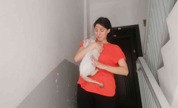 Lise öğrencisi, kedisi Duman’a kavuşunca sevinçten ağladı