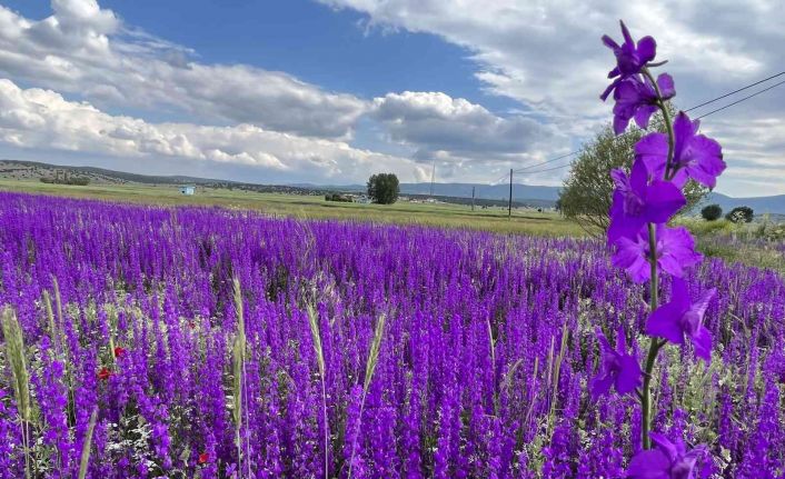 Mor renkli yabani otlar görenleri hayran bırakıyor