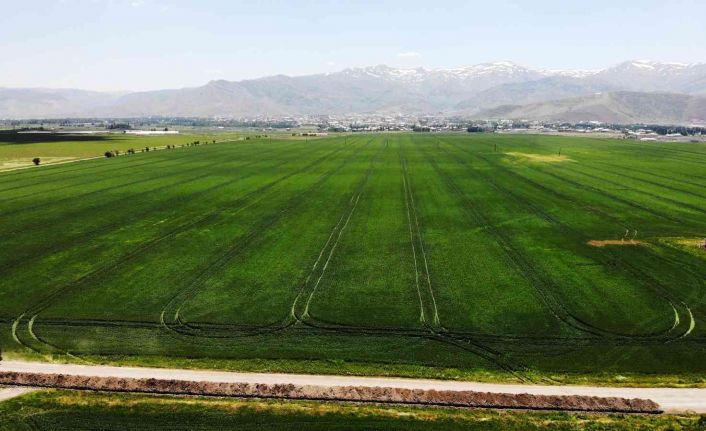 Muş’ta buğday ve arpadan ekonomiye 2 milyar 547 milyon TL katkı bekleniyor