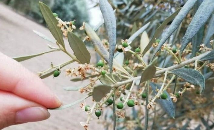 Nazilli İlçe Tarım ve Orman Müdürlüğü üreticileri ’zeytin güvesi’ne karşı uyardı