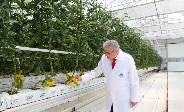 O merkezde yılda 1250 ton domates üretimi hedefleniyor
