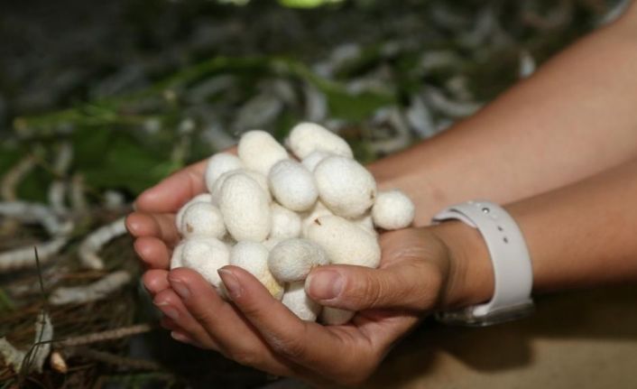 Ordu’da ’ipek böcekçiliği’ dönemi