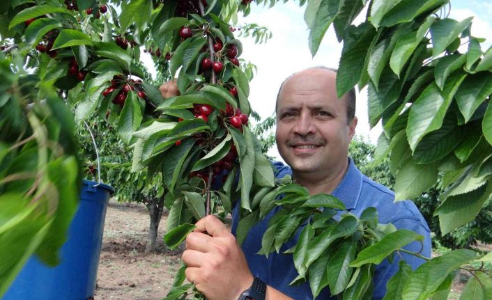 (ÖZEL) 5 ülkeye ihracatı yapılan ’Napolyon’ cinsi kirazın hasadına başlandı
