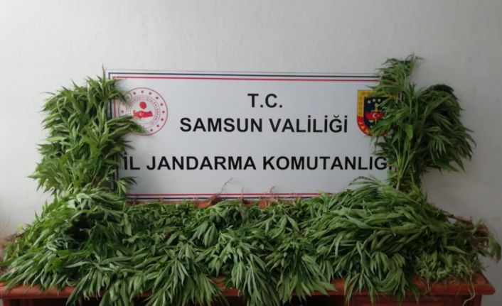 Samsun’da jandarma tarafından kubar esrar ve tarlada ekili kenevir ele geçirildi