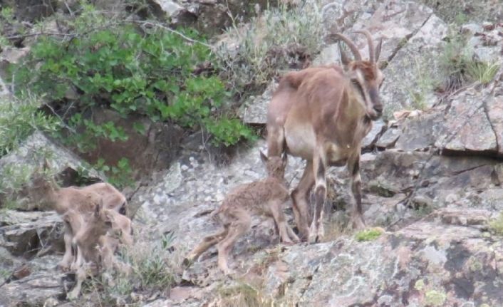 Sürekli yattığı için endişelendiği dağ keçisinin 2 gün sonra 3 yavrusu ile görünce rahat nefes aldı
